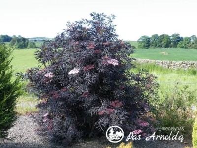 Šeivamedis juodauogis  'Black Lace 'Eva'' (lot. Sambucus nigra)